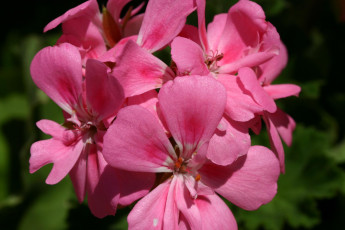 Картинка цветы герань