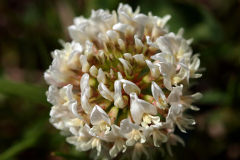 Картинка цветы луговые полевые