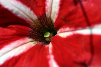 Картинка цветы петунии калибрахоа