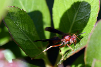 Картинка животные стрекозы