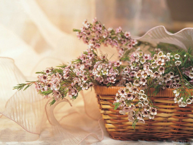 Обои картинки фото цветы, цветущие, деревья, кустарники