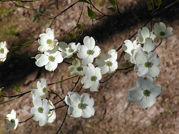 Обои картинки фото цветы, кизил