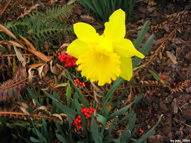 Обои картинки фото цветы, нарциссы