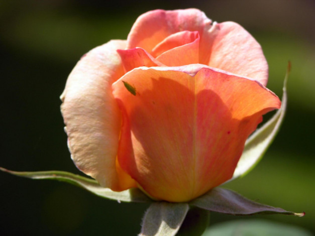 Обои картинки фото цветы, розы