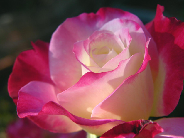 Обои картинки фото цветы, розы