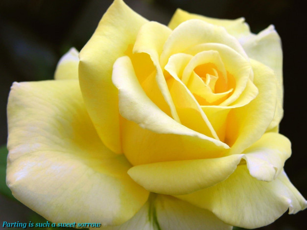 Обои картинки фото цветы, розы