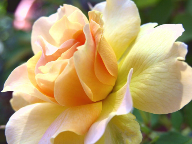 Обои картинки фото цветы, розы