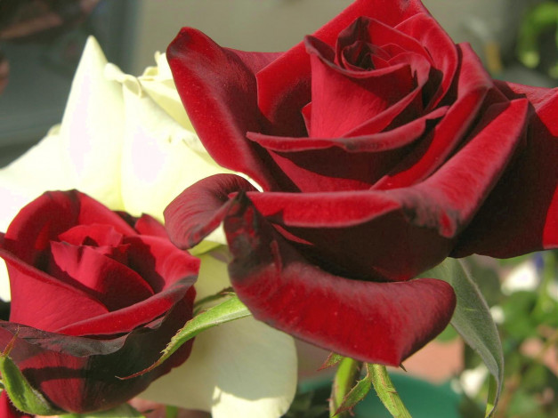 Обои картинки фото цветы, розы