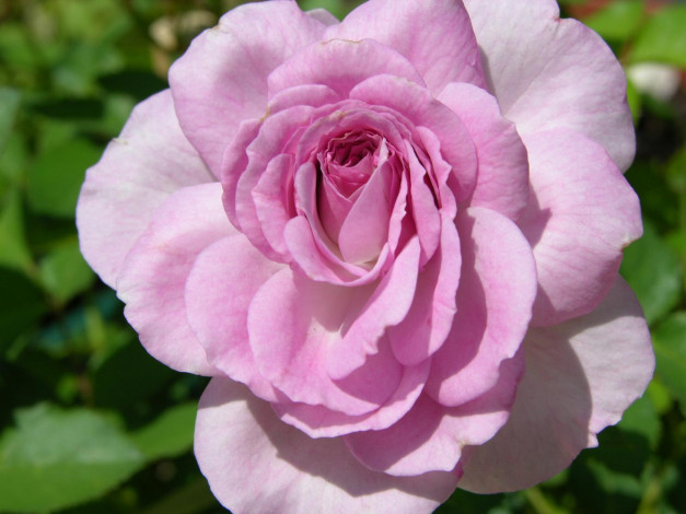 Обои картинки фото цветы, розы