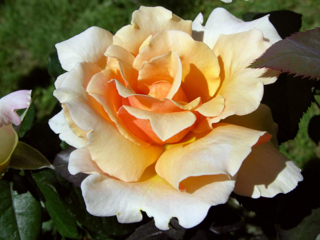 Обои картинки фото цветы, розы