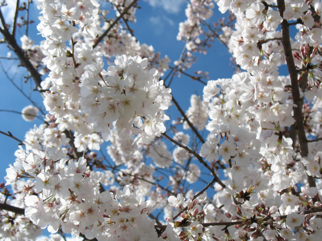 Обои картинки фото цветы, сакура, вишня