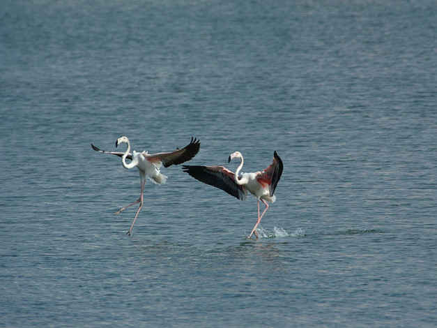 Обои картинки фото животные, фламинго