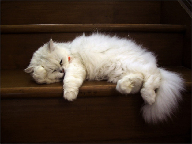 Обои картинки фото животные, коты