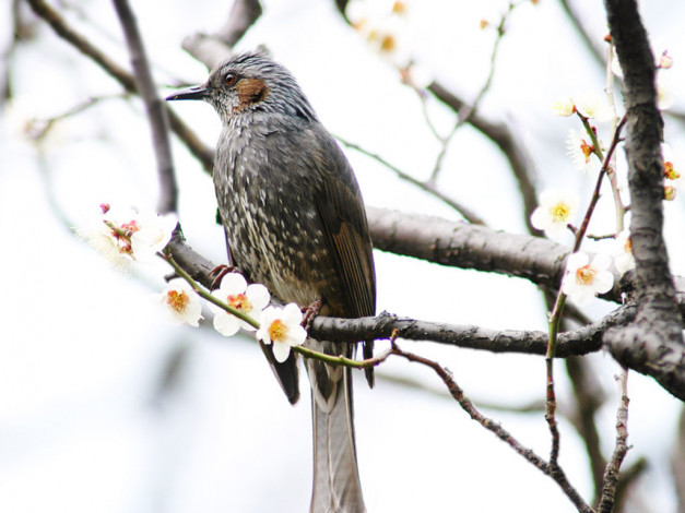 Обои картинки фото животные, птицы