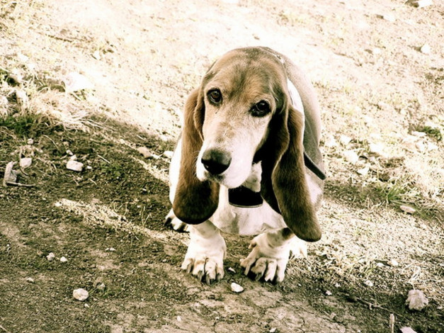 Обои картинки фото животные, собаки