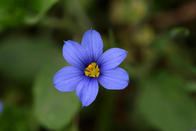 Обои картинки фото цветы