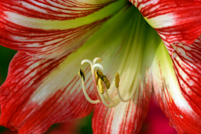 Обои картинки фото цветы, амариллисы, гиппеаструмы