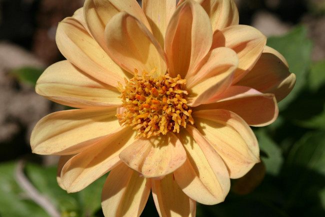 Обои картинки фото цветы, георгины