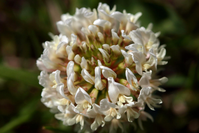 Обои картинки фото цветы, луговые, полевые