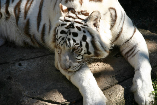 Обои картинки фото животные, тигры