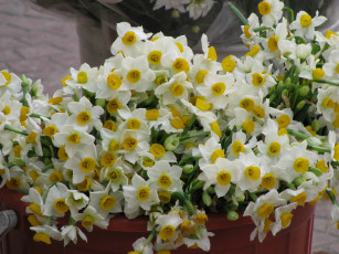 Картинка цветы нарциссы