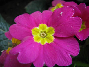 обоя цветы, примулы