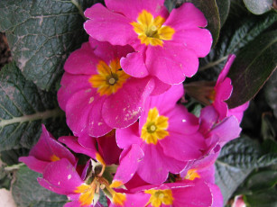 Картинка цветы примулы