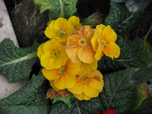 Картинка цветы примулы