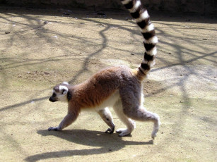 Картинка животные лемуры