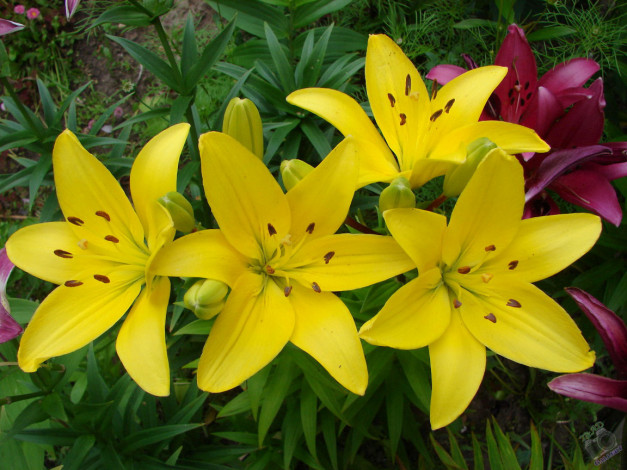 Обои картинки фото цветы, лилии, лилейники