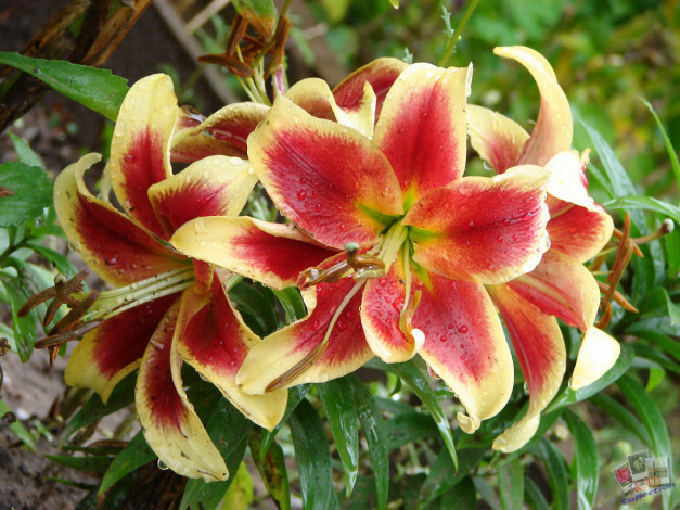 Обои картинки фото цветы, лилии, лилейники