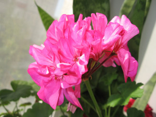 Картинка цветы герань