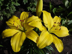 Картинка цветы лилии лилейники