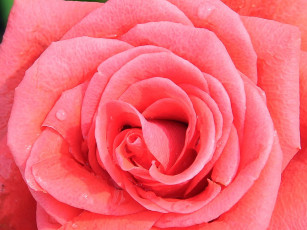 Картинка цветы розы