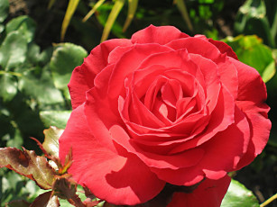 Картинка цветы розы