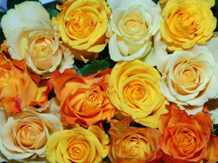 Картинка цветы розы