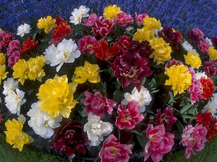 Картинка цветы тюльпаны