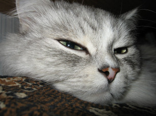 Картинка животные коты