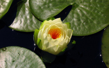 Картинка цветы лилии водяные нимфеи кувшинки