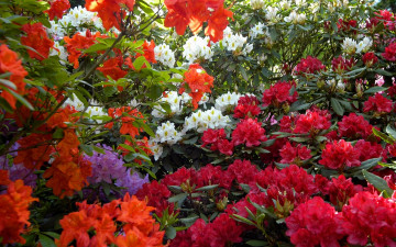 Картинка цветы рододендроны азалии