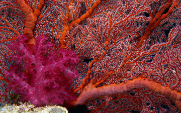 Картинка природа морские глубины