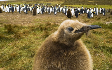 Картинка животные пингвины