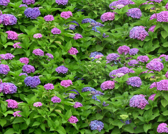 Обои картинки фото цветы, гортензия