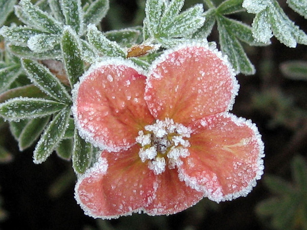 Обои картинки фото цветы