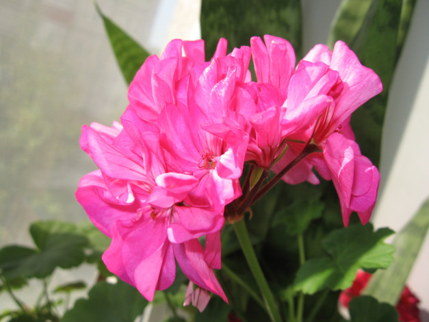 Обои картинки фото цветы, герань