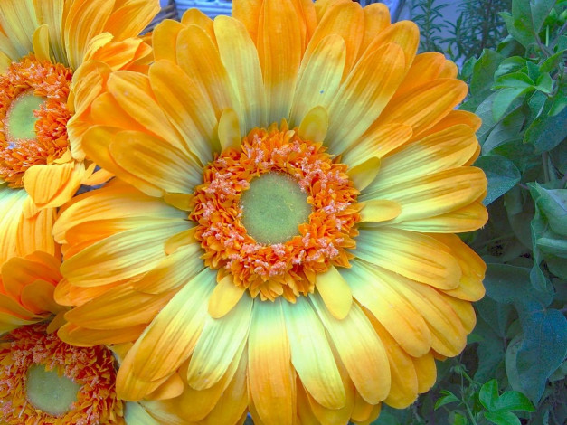 Обои картинки фото цветы, герберы