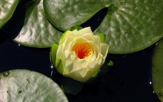 Обои картинки фото цветы, лилии, водяные, нимфеи, кувшинки