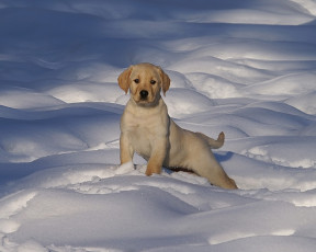 Картинка животные собаки