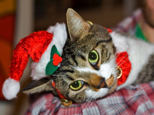 Картинка животные коты