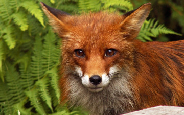 Картинка животные лисы